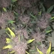 Blackberry