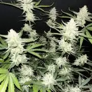 Amnesia Zkittlez