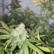 Blue Dream #2
