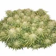 Gelato