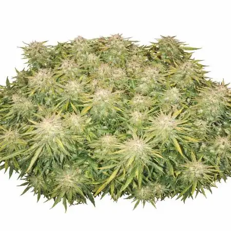 Gelato
