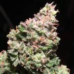 BruteBucket : Coco Hempy : COB