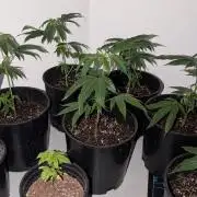 Ethos Wrank Grow Journal