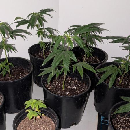 Ethos Wrank Grow Journal