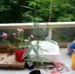 LSD - First ever grow
