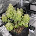 SS1 - BCN by Demon GrowerTH