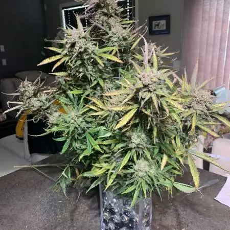 Gelato 2 Nd grow 