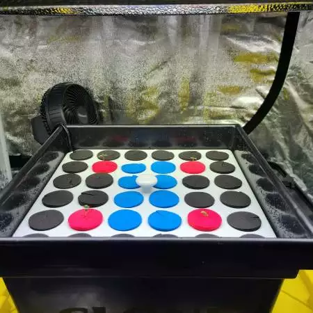 First RDWC Grow