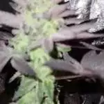 Thin Mints Bag seed