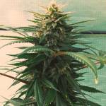 Tropicanna On Fire 