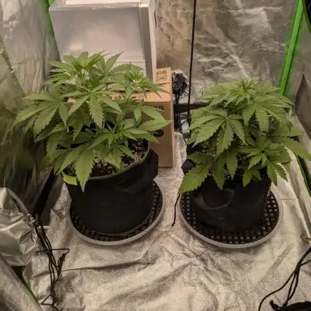 Gorilla Cookies & Gorilla Zkittlez