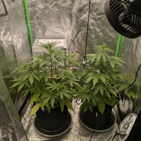 Gorilla Cookies & Gorilla Zkittlez