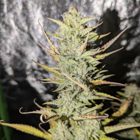 Banana Purple Punch Auto