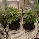 Gorilla Cookies & Gorilla Zkittlez
