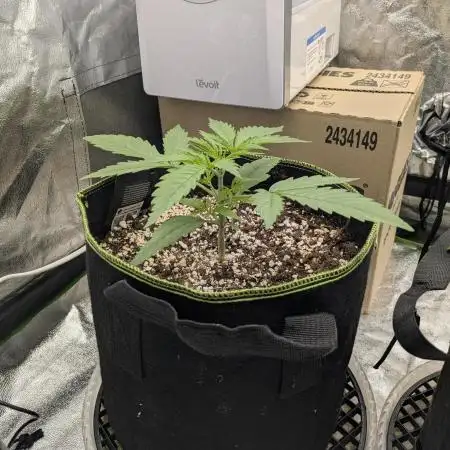 Gorilla Cookies & Gorilla Zkittlez