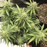 Auto Jack Herer