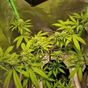 Zone of the Grow