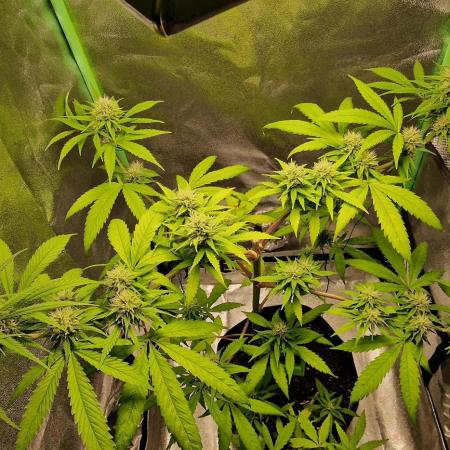 Zone of the Grow