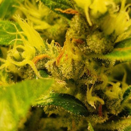 Zone of the Grow