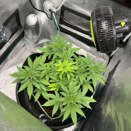 Critical
