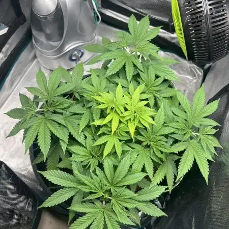 Critical