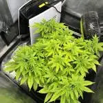 Critical