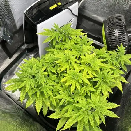 Critical