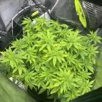 Critical