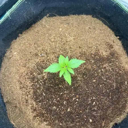Critical