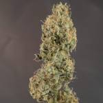 Alaskan Purple Auto GhostGrow chapter 1