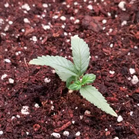 Six Shooter - First Grow & Diary