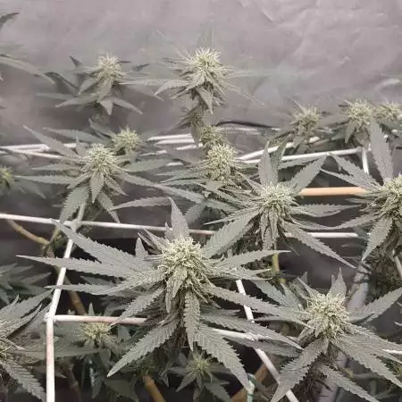 Green Poison Fast Version Sweet Seeds