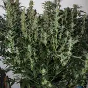 NYC Diesel Autoflower Fem's First Grow