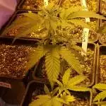 blimburn run O.G kush cindy 99