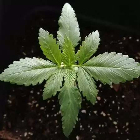 Green Gelato Auto (outdoor)
