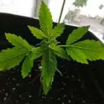 Nothern Light Auto (outdoor)