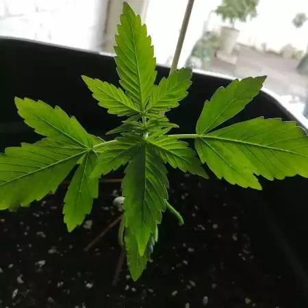 Nothern Light Auto (outdoor)
