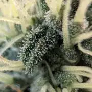 Purple haze/lemon cherry sundae auto 🍒