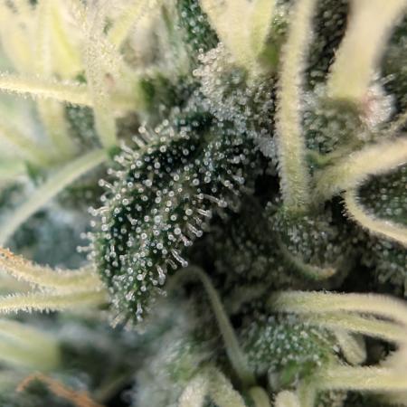 Purple haze/lemon cherry sundae auto 🍒
