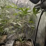 Purple haze/lemon cherry sundae auto 🍒