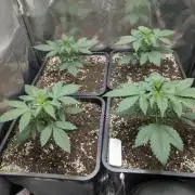 Purple haze/lemon cherry sundae auto 🍒