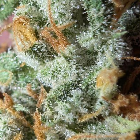 Fast Buds - Pound cake