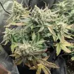 Fast Buds - Pound cake