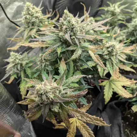 Fast Buds - Pound cake