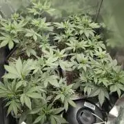 Purple haze/lemon cherry sundae auto 🍒