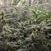 Purple haze/lemon cherry sundae auto 🍒