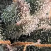 Purple haze/lemon cherry sundae auto 🍒