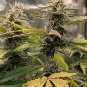 Purple haze/lemon cherry sundae auto 🍒
