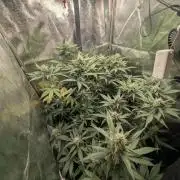Purple haze/lemon cherry sundae auto 🍒