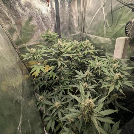 Purple haze/lemon cherry sundae auto 🍒